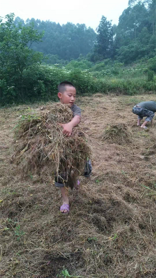 白领尔（重庆）家庭教育服务